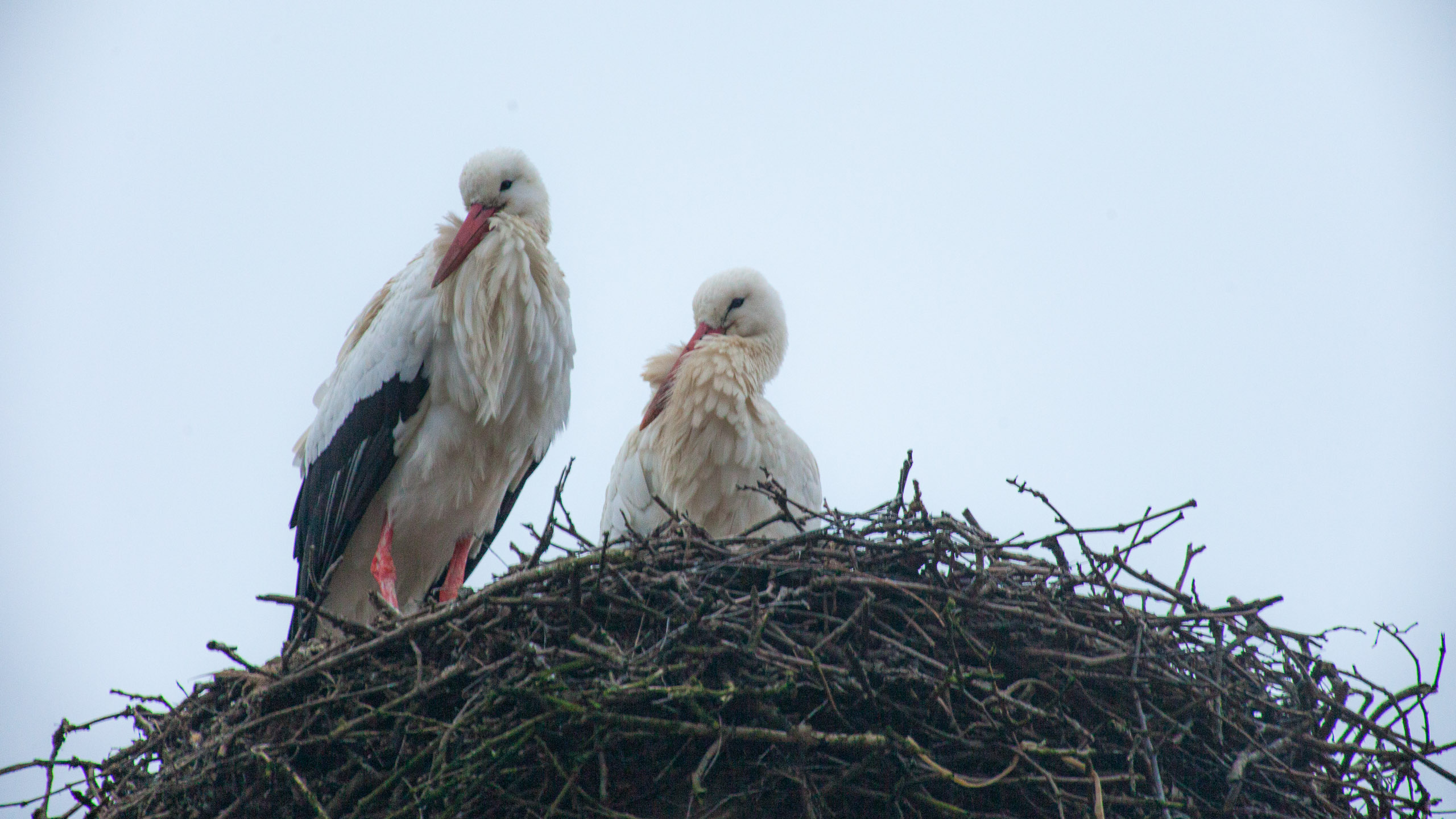 20120225075319 IMG 3447